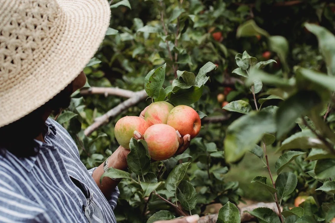 Agrícola - BG - Header